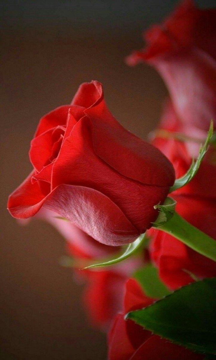 Desde #ETECSA_Cuba,
Desde #Cuba y en #Cuba,

Solo El Amor Engendra La Maravilla, la transformacion digital,
en Cuba, para los cubanos.

Y #VamosPorMas, 
con #ETECSAEsDelPueblo 
con toda la pasion de enamorados, regalando rosas a la vida. #CubaVive