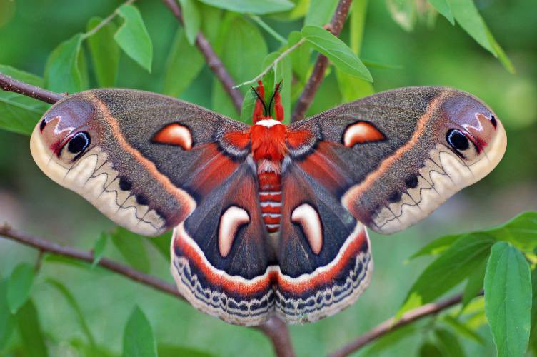 keta180's tweet photo. Radio host just now “moths are just ugly butterflies” ….🙄…explain this then radio boy!! All found in North America too! #mothrespect #respectformoths #mothappreciation #endmothmyths https://t.co/ZxL5aU8sTw