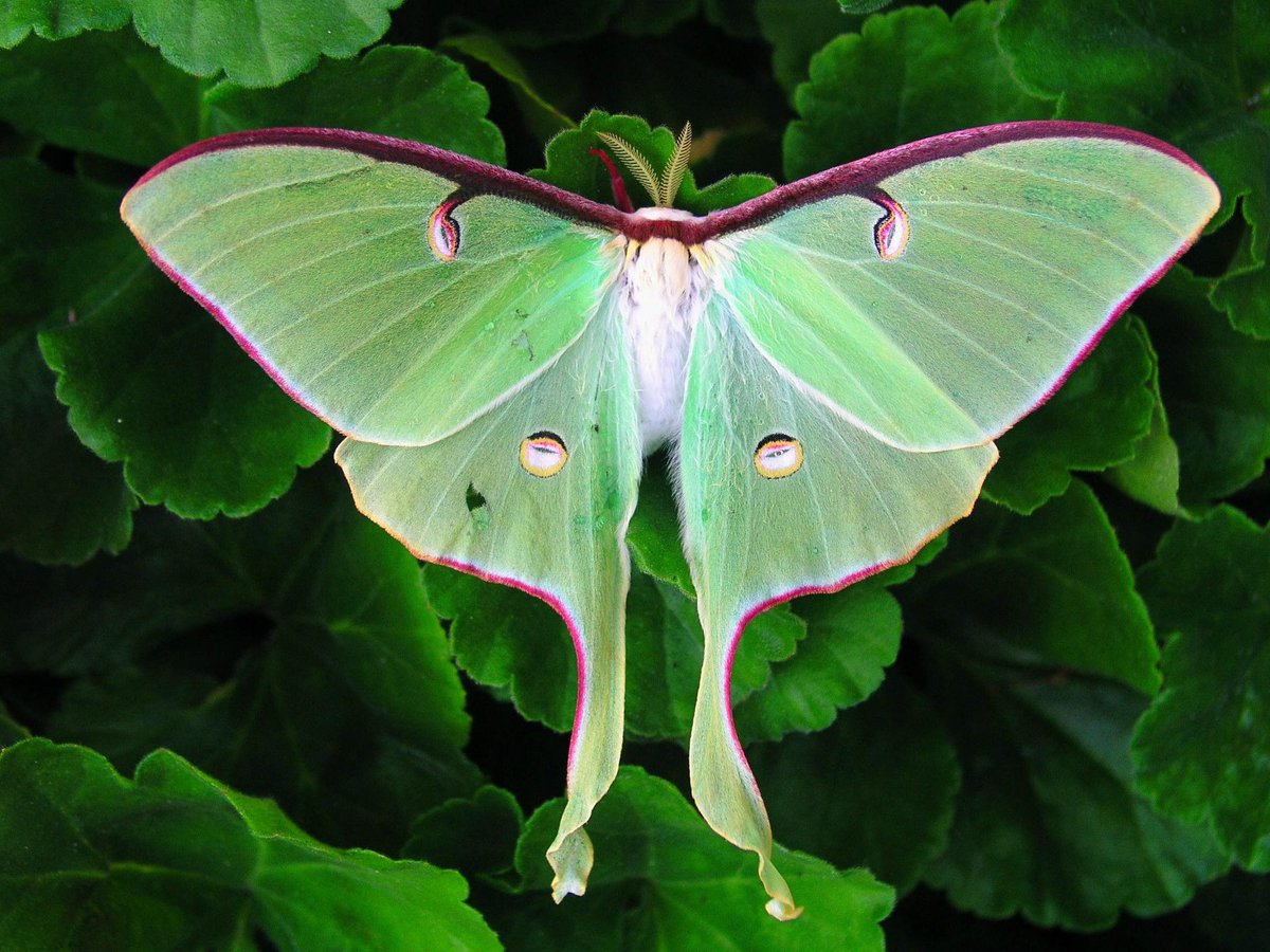 keta180's tweet photo. Radio host just now “moths are just ugly butterflies” ….🙄…explain this then radio boy!! All found in North America too! #mothrespect #respectformoths #mothappreciation #endmothmyths https://t.co/ZxL5aU8sTw