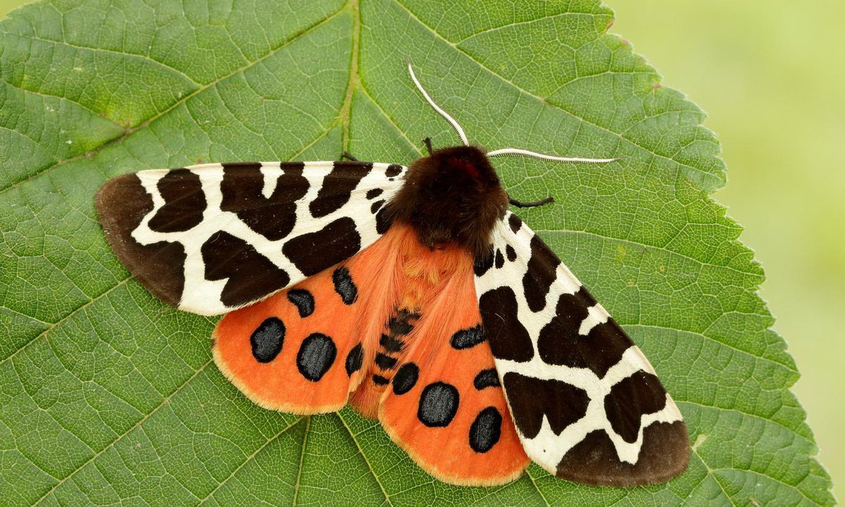 keta180's tweet photo. Radio host just now “moths are just ugly butterflies” ….🙄…explain this then radio boy!! All found in North America too! #mothrespect #respectformoths #mothappreciation #endmothmyths https://t.co/ZxL5aU8sTw