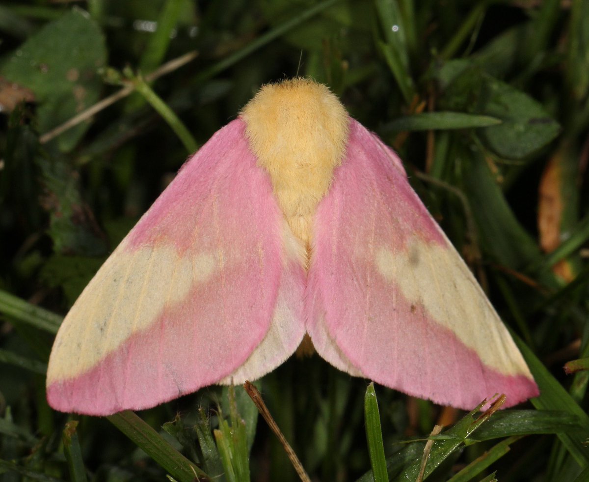 keta180's tweet photo. Radio host just now “moths are just ugly butterflies” ….🙄…explain this then radio boy!! All found in North America too! #mothrespect #respectformoths #mothappreciation #endmothmyths https://t.co/ZxL5aU8sTw