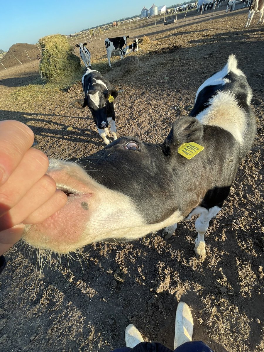¡¡🐄♥️!!