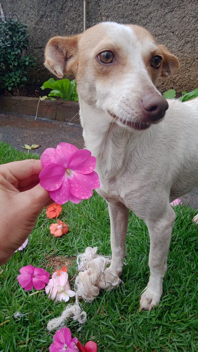 pattyvazmelo's tweet photo. Já tem quase 9 meses q resgatei a vitória smp estou divulgando mas até hj nenhuma mensagem de ngm se interessando por ela, isso é bem triste 
Ela vive em um lt aq em BH mas precisa mt de uma casinha só pra ela c amor E carinho que ela merece, vocês podem me ajudar a divulgar? 😔 https://t.co/YuRv0jd5B3