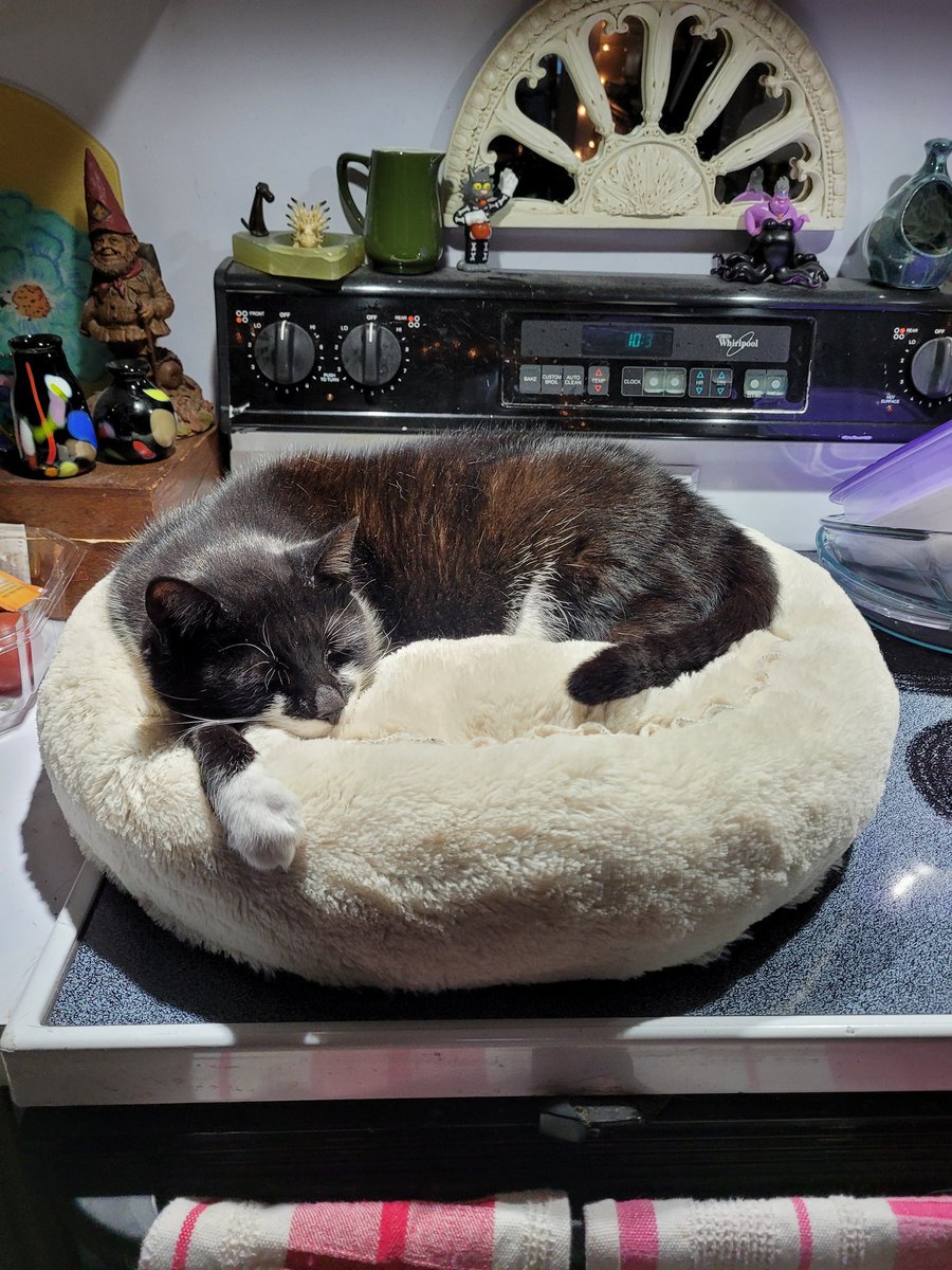 BerzerkerLoki's tweet photo. Müsta on her Princess Puff... https://t.co/lzMUR4nq09