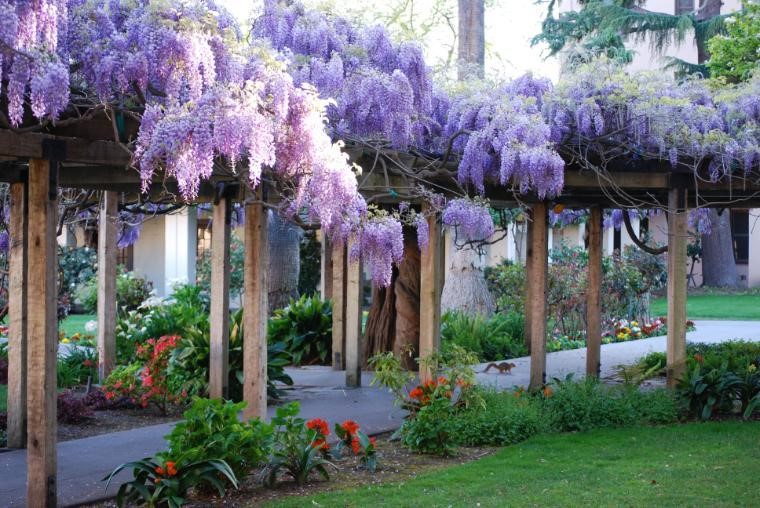 scualumni's tweet photo. #DYK? Our iconic #wisteria arbor that blooms every spring is over 160 years old! Do you remember smelling the fragrant scents or staring in awe at the vibrant colors when you were a student at @santaclarauniversity? #BeautifulSCU #SCUNostalgia https://t.co/2nnW7ZLnP5