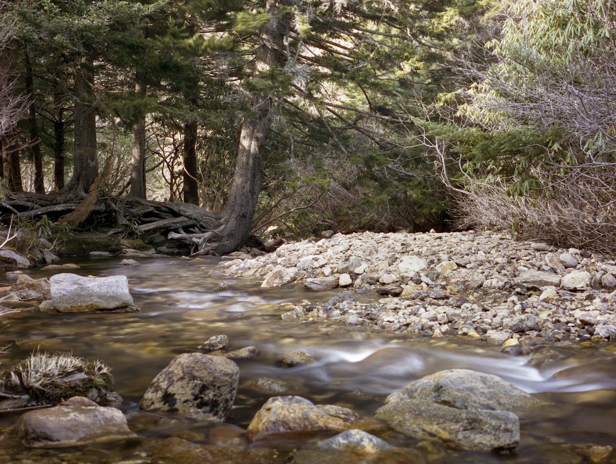cameronjthacker's tweet photo. @KurtWang_eth Hiking around the balsams outside Asheville, NC. Shot on Cinestill 50D 🎞 with my Mamiya 645e. https://t.co/tv0L0eSokJ