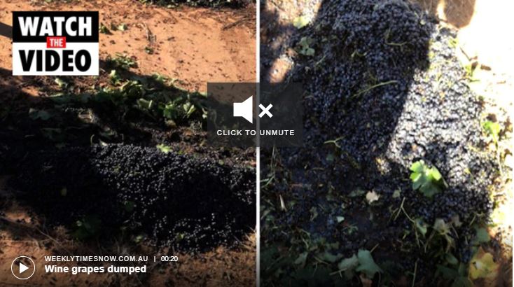 #Wine grapes dumped:
Red grape varieties that were once destined for the lucrative Chinese market are now being left to rot. See the video.
bit.ly/3DpvVCd
<a href="/theweeklytimes/">The Weekly Times</a> <a href="/winevic/">Wine Victoria</a> <a href="/wine_australia/">Wine Australia</a> @Australiangrape <a href="/AusGrapeWine/">Australian Grape & Wine</a> <a href="/AliCupper/">Ali Cupper MP</a> <a href="/PeterWalshMP/">Peter Walsh</a> <a href="/sussanley/">Sussan Ley</a>