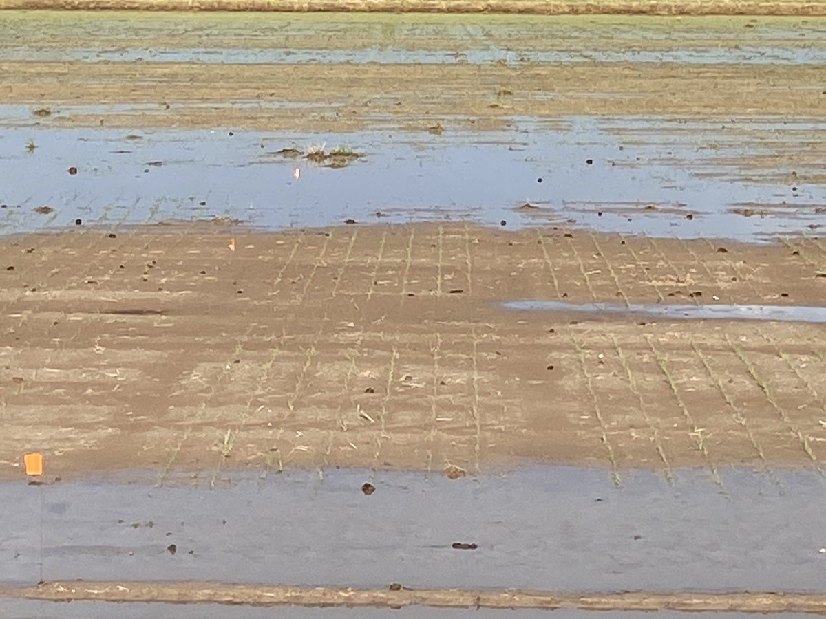 HorizonAgRice's tweet photo. #Provisia experimental lines off to a good start at Christian and Julie Richard’s near Kaplan, LA. We will showcase them the end of June at the #HorizonAg Rice Field Day https://t.co/g14Vpm4XfF