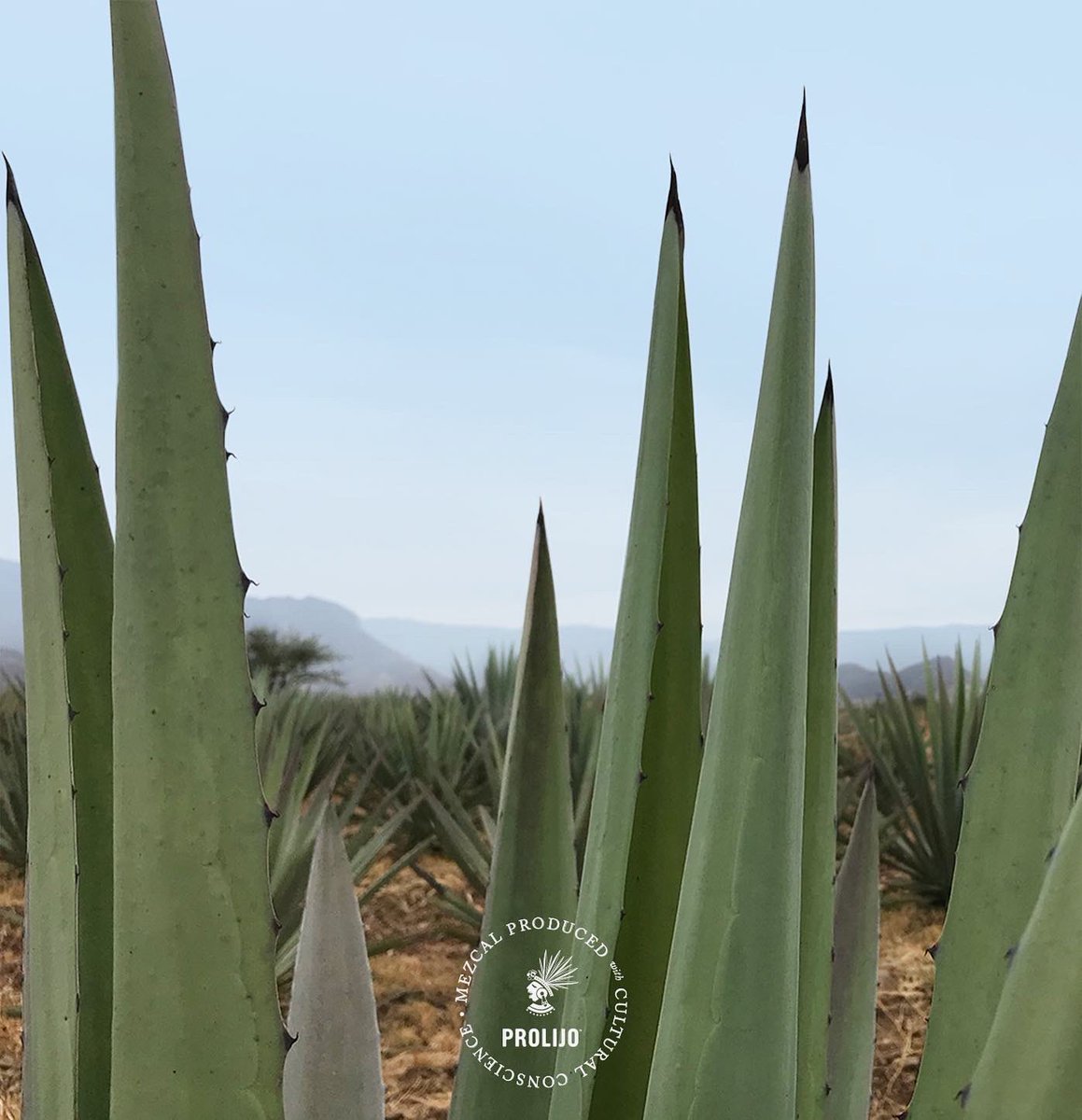 Let the sunlight guide the health and growth of the espadín agave.
#TheSpiritLives #ProlijoMezcal