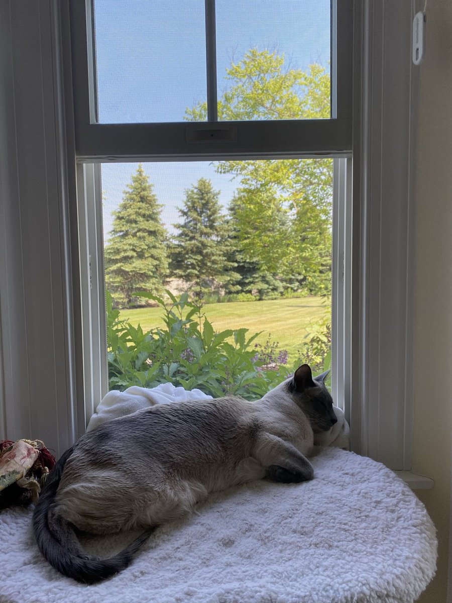 brookewhitneyy7's tweet image. These are my siamese cats Jack and Shadow! They are one of the oldest breeds of domestic cats in the world. The cats’ beautiful coat coloring is due to genetics and the temperature of their ecosystem. #ees028 #siamesecats
