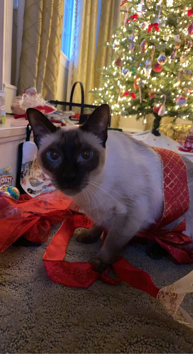 brookewhitneyy7's tweet image. These are my siamese cats Jack and Shadow! They are one of the oldest breeds of domestic cats in the world. The cats’ beautiful coat coloring is due to genetics and the temperature of their ecosystem. #ees028 #siamesecats