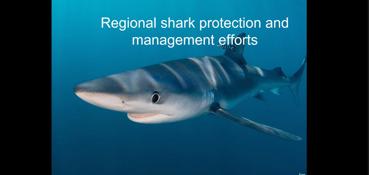 Amazing plenary talk by our speaker 𝗝𝘂𝗻𝗲𝘆 𝗪𝗮𝗿𝗱. 

-She talks about the #cultural &amp; #economic importance of sharks and rays.
-How the #Pacific are stepping up to strengthen #conservation measures for #shark and #ray species.

#OCSVirtual2022