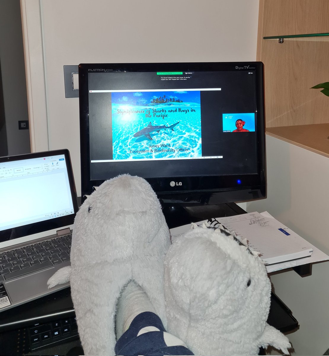 TheFloRay's tweet photo. Super excited with the second online conference! Ready, shark, gooooo #OCS2022 #sharkandray #SharksNearMe #sharks #research #marinescience @OceaniaSharks https://t.co/vHoVJyheBv