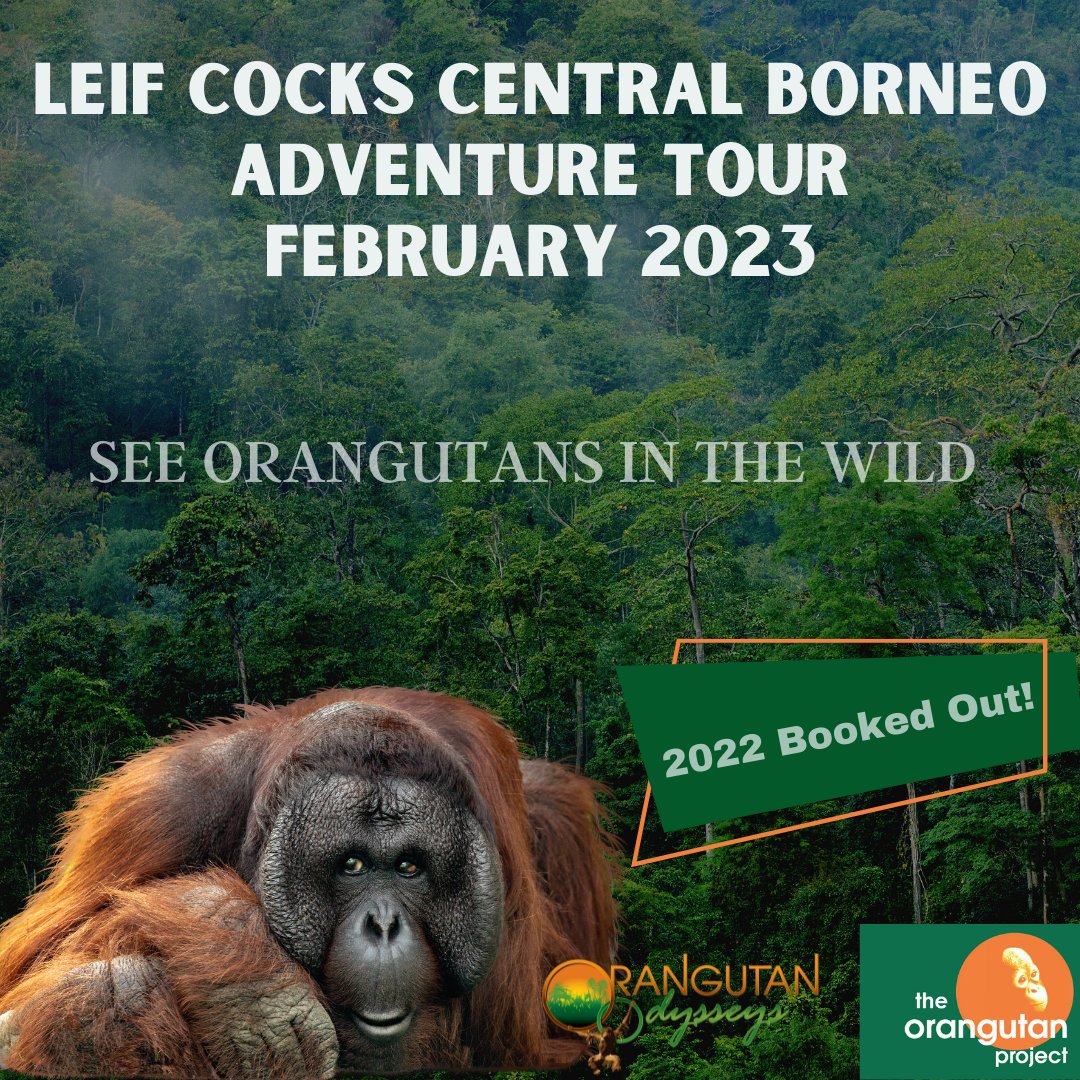 OrangutanO's tweet photo. 🌿Leif Cocks Central Borneo Adventure Tour - February 2023🌿
8 Days
Expedition Level: Easy to Moderate
Join world-renowned orangutan expert and Founder of The Orangutan Project Leif Cocks, as he guides you throughout your journey and the Bornean forests.
https://t.co/trg6E1da5o https://t.co/Zevq1RoNvr
