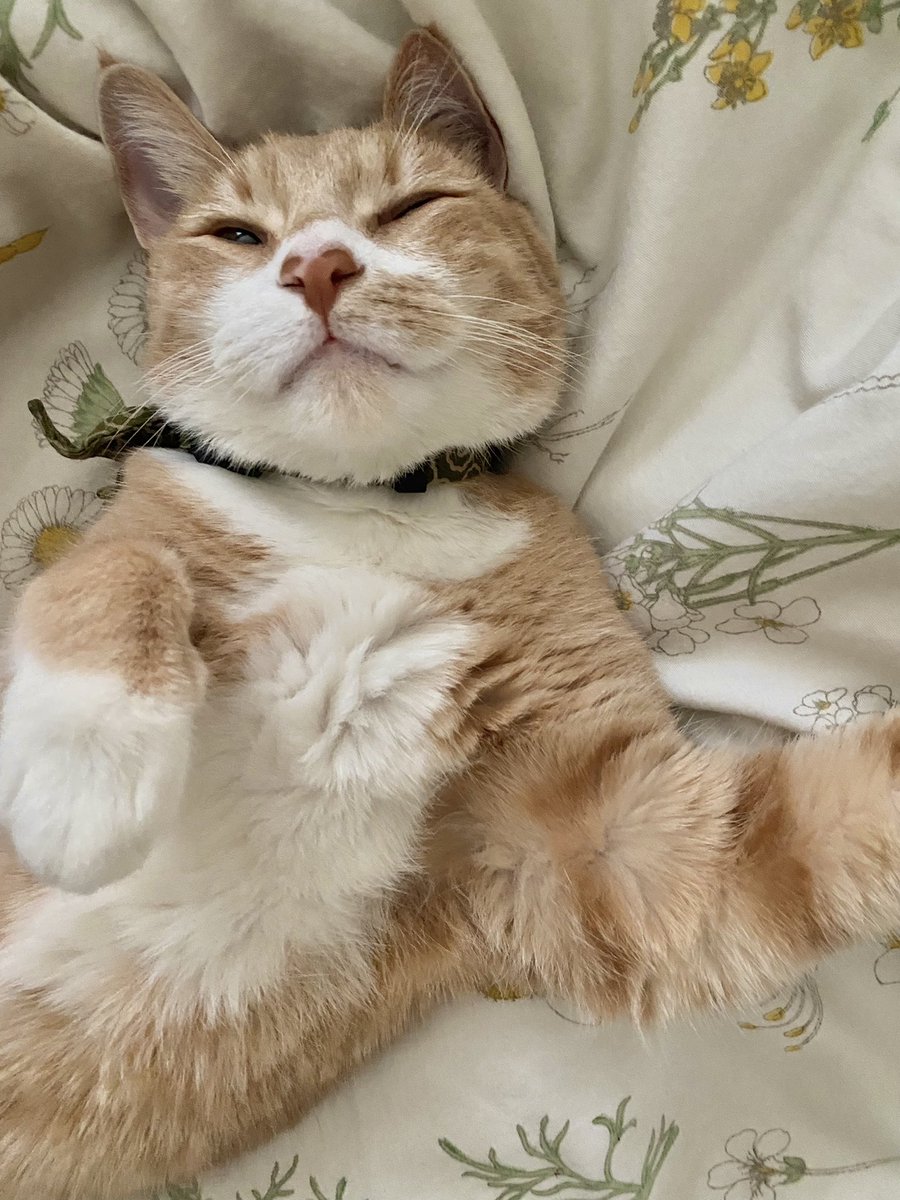 jenikobu's tweet photo. Hi I am back from a fat gap of posting on Twitter, I hope to be more active so here is an apology pic of Nugget please forgive cuz look at his cute face!!! https://t.co/kDz5cO5MxW