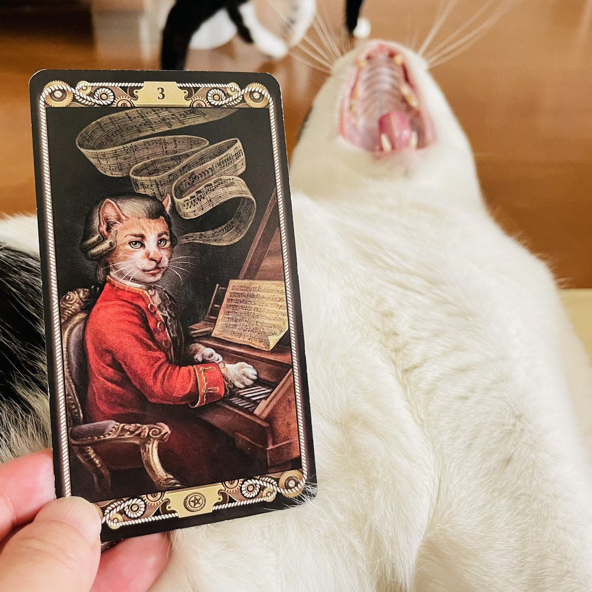 oraclerinko's tweet image. 評価される日。これまで地道に取り組んできたことが周囲から認められそう✨また自分では普通だと思っていたことが、『え！そんなことできるの？すごいね！』とたちまちスポットライトを浴びることになりそう💡あなたの実力に自信を持って😘 #3ofPENTACLES #早くしてﾆｬ #デイリータロット #CATTAROT