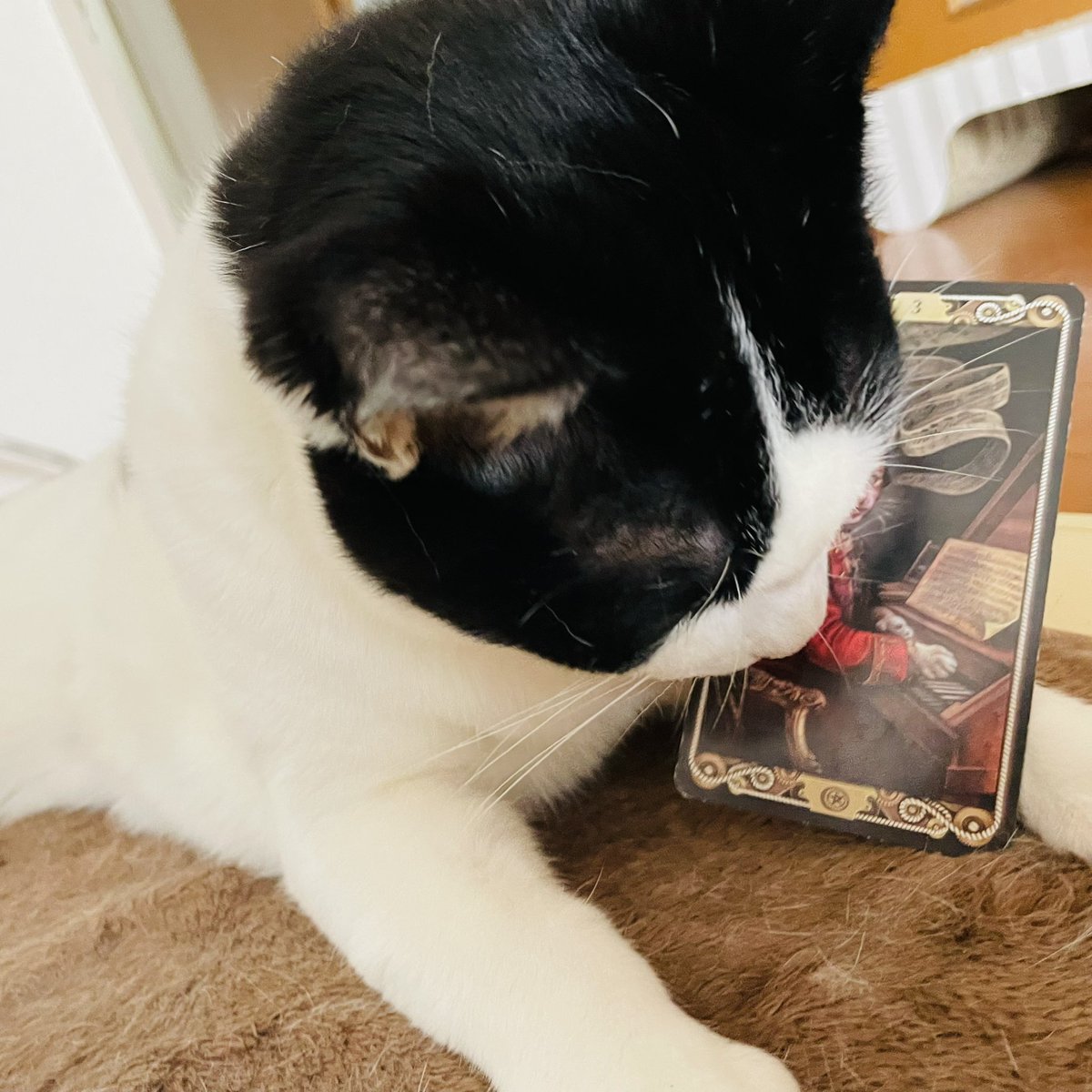 oraclerinko's tweet image. 評価される日。これまで地道に取り組んできたことが周囲から認められそう✨また自分では普通だと思っていたことが、『え！そんなことできるの？すごいね！』とたちまちスポットライトを浴びることになりそう💡あなたの実力に自信を持って😘 #3ofPENTACLES #早くしてﾆｬ #デイリータロット #CATTAROT