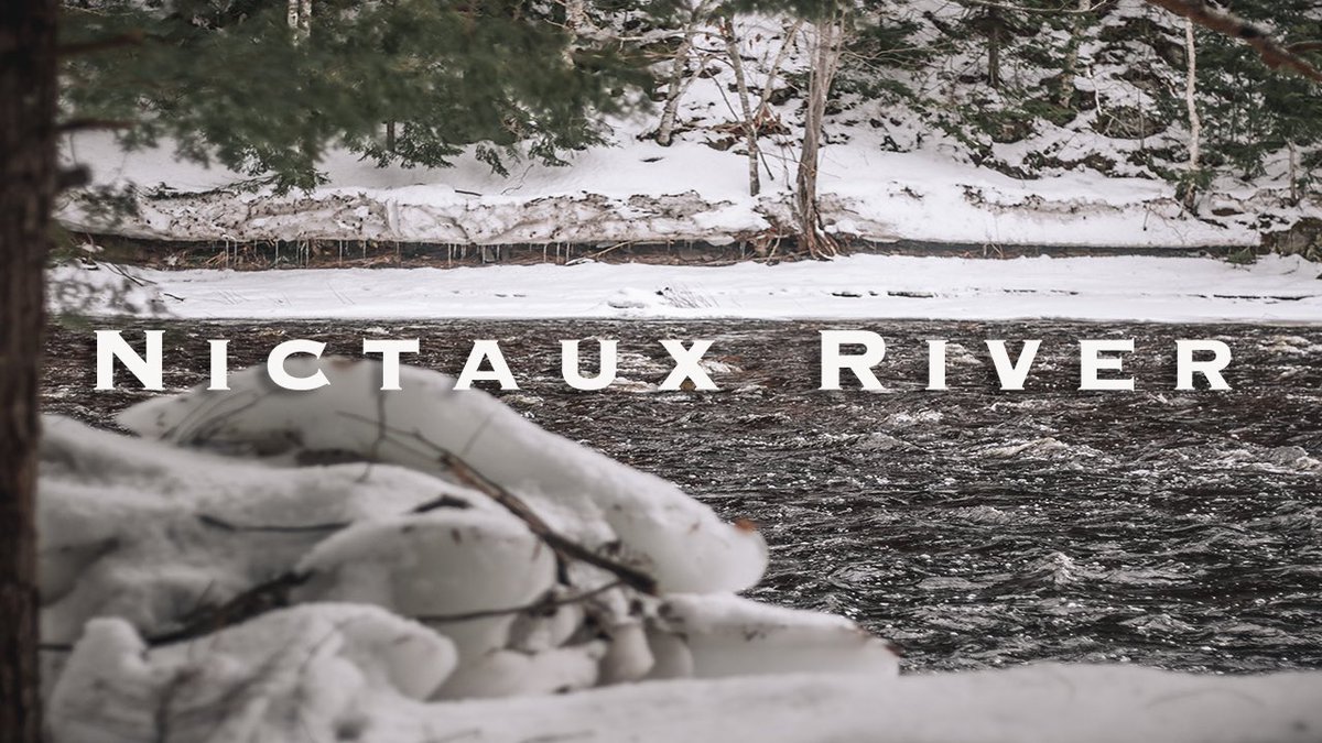 Cattle Dogs & Company tweet media