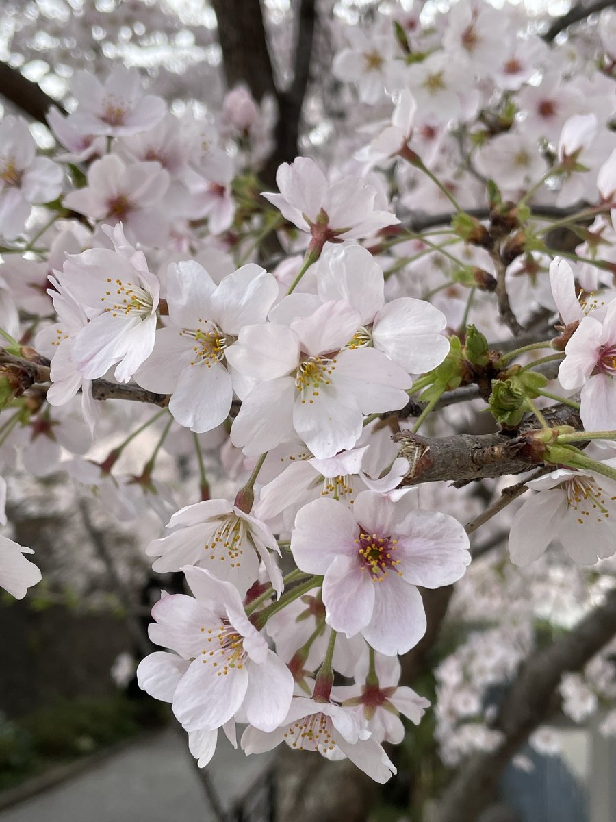 TOMHiroki's tweet photo. No matter how bad the situation is, the cherry blossoms are still blooming. #japan #sakura #peace https://t.co/chP7J8bCoJ