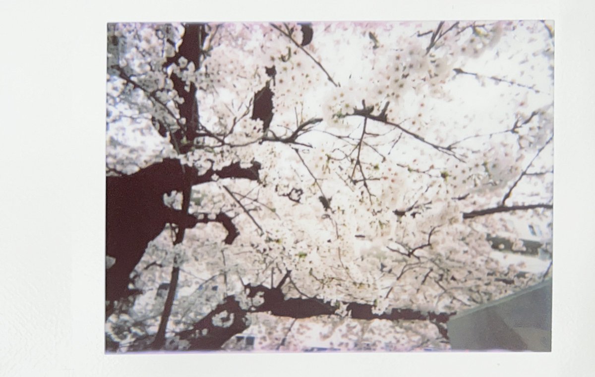 haiirousagi3793's tweet photo. 撮影したその場でプリントまでの写真行為が完結する。写真する者にとって大切な感覚がここにある気がするなぁ。

#pixtoss https://t.co/jZgssItHxf