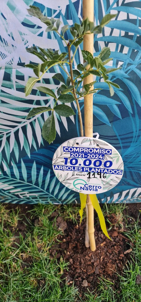 orland78's tweet photo. @CerroNaviaCL @mtamayor Hace un par de semanas llegaron mis árboles los cuales ya viven en mi hogar, invito a los vecinos de nuestra comuna a participar en este gran proyecto, solo hay que comprometerse a cuidarlo. Tener una comuna con mas árboles, más áreas verdes y mantener limpio es tarea de todos. https://t.co/QaKGNi6cVY
