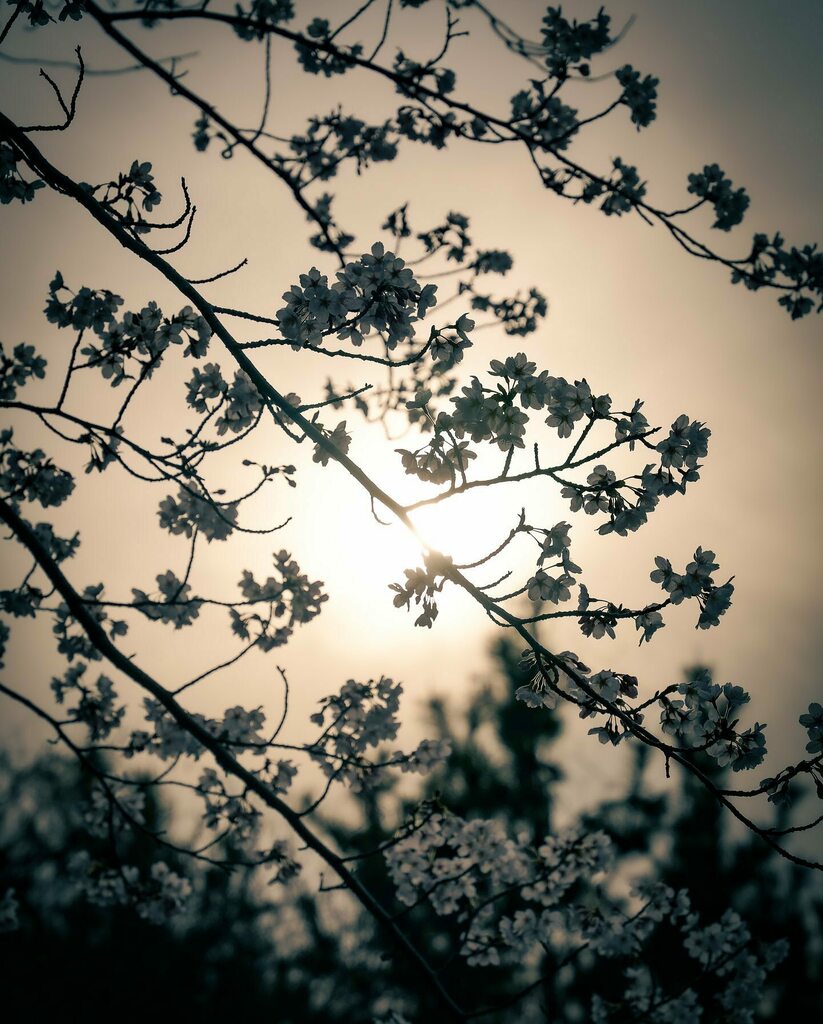 Earth_n's tweet photo. Spring corridor.
.
.
Location : Aichi Prefecture, Japan 
#橦木緑道
.
.
#tokyocameraclub ⠀
#東京カメラ部⠀
#wp_flower⠀
#team_jp_flower⠀
#flowers2sky
#染井吉野

 https://t.co/M2HHT1wuYH https://t.co/8zRBiwj7c1