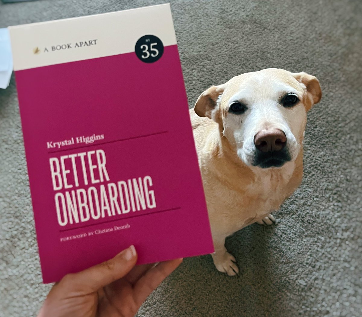 ajculver's tweet photo. Spent this afternoon finishing up this quick read, Better Onboarding by @kryshiggins, with these sunbathing beauts. Highly recommend! https://t.co/ioufCKce2q