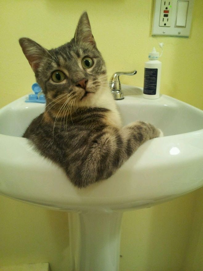 cute_cats_funny's tweet photo. #cute cats https://t.co/qqsxFg71EN