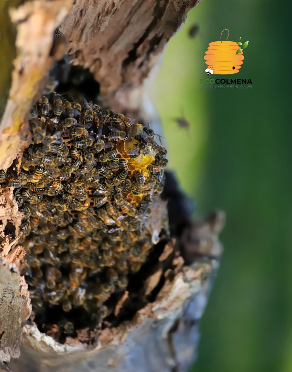 ecocolmena's tweet photo. Los troncos huecos de algunos árboles han servido durante millones de años como colmenas naturales a las abejas. Los apicultores tenemos la esperanza que entre todas las abejas que enjambre, alguna desarrolle comportamiento higiénico y se defienda de Varroa. https://t.co/opLLOADa77