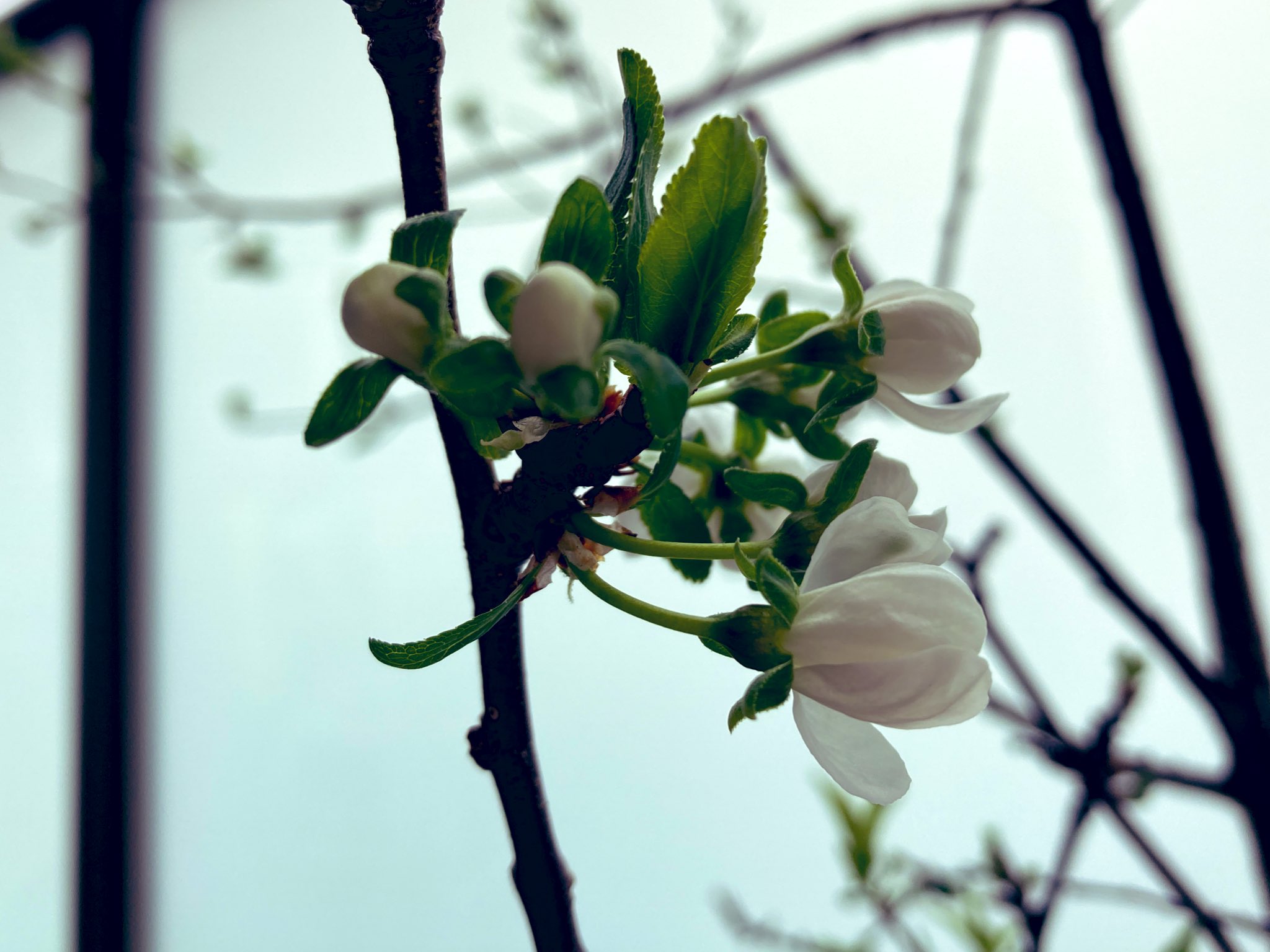 ニースル社労士事務所 株式会社niesul Youtube発信中 おはようございます 今朝の大阪は 桜の時期に咲く プルーン の花 も咲き始めました 白いお花でかわいいです Youtubeは 受動喫煙 防止のために 会社は何をしないといけないのですか