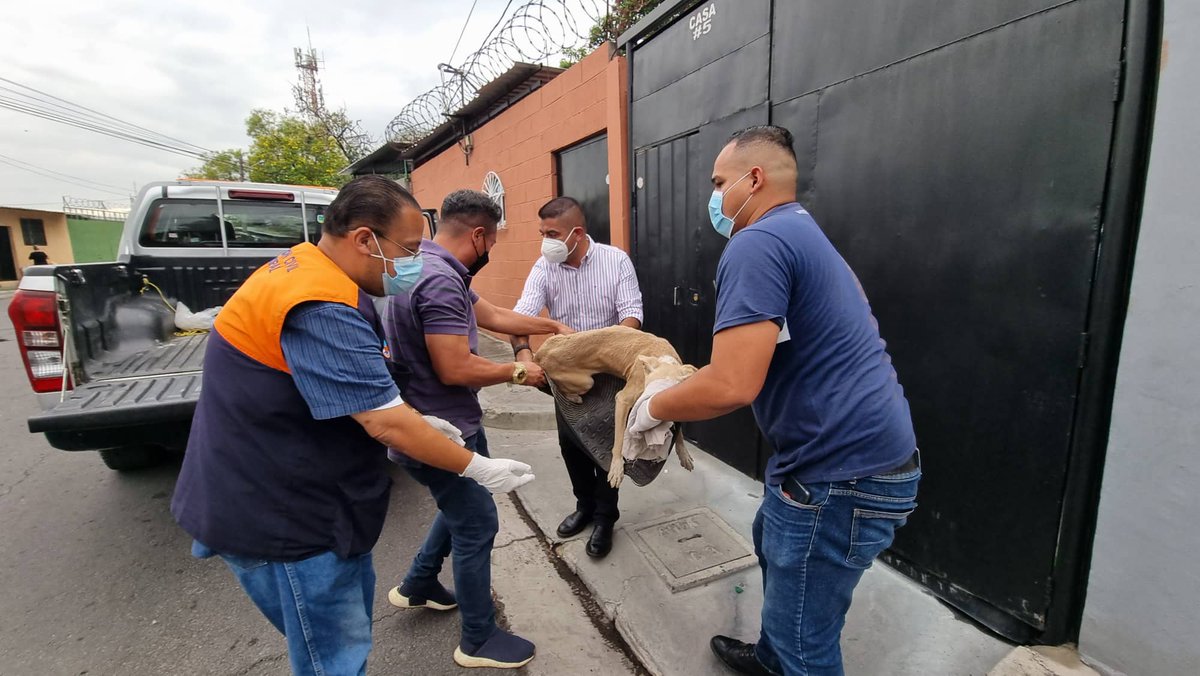 Alejandr0Nochez's tweet photo. Atendimos el llamado de una vecina de #Ayutuxtepeque de un perro que se encontraba lastimado, como @Alcaldia_Ayutux lo trasladamos a una Veterinaria, para que lo atendieran, así que quien este interesado en adoptarlo, podemos coordinar y entregárselos cuando ya este recuperado. https://t.co/Jnv032OhB8