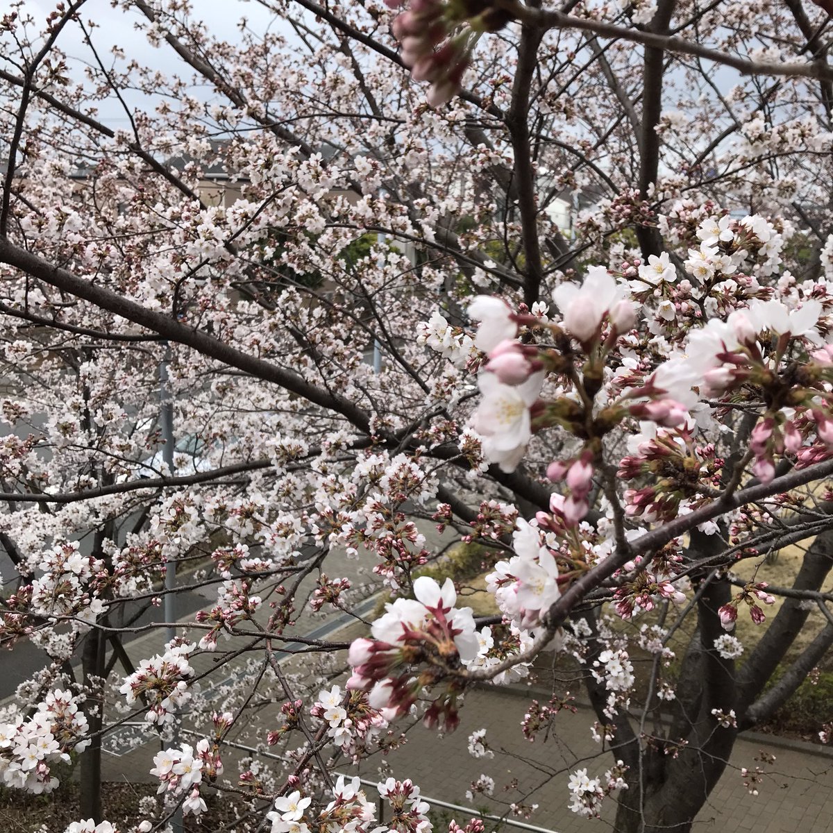 rahsah55's tweet photo. おはようございます。
桜が綺麗な季節、好きです。 https://t.co/9jXmJJfFKZ