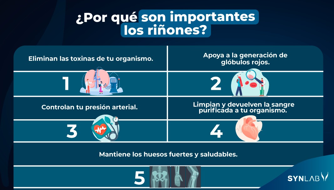 Estas son solo algunas de las funciones principales de tus riñones, son vitales para el buen funcionamiento de todo tu organismo 👍🏻. 

¡Cuídalos 💡!

#Riñones #Cuidado #Importancia #Tips #Salud