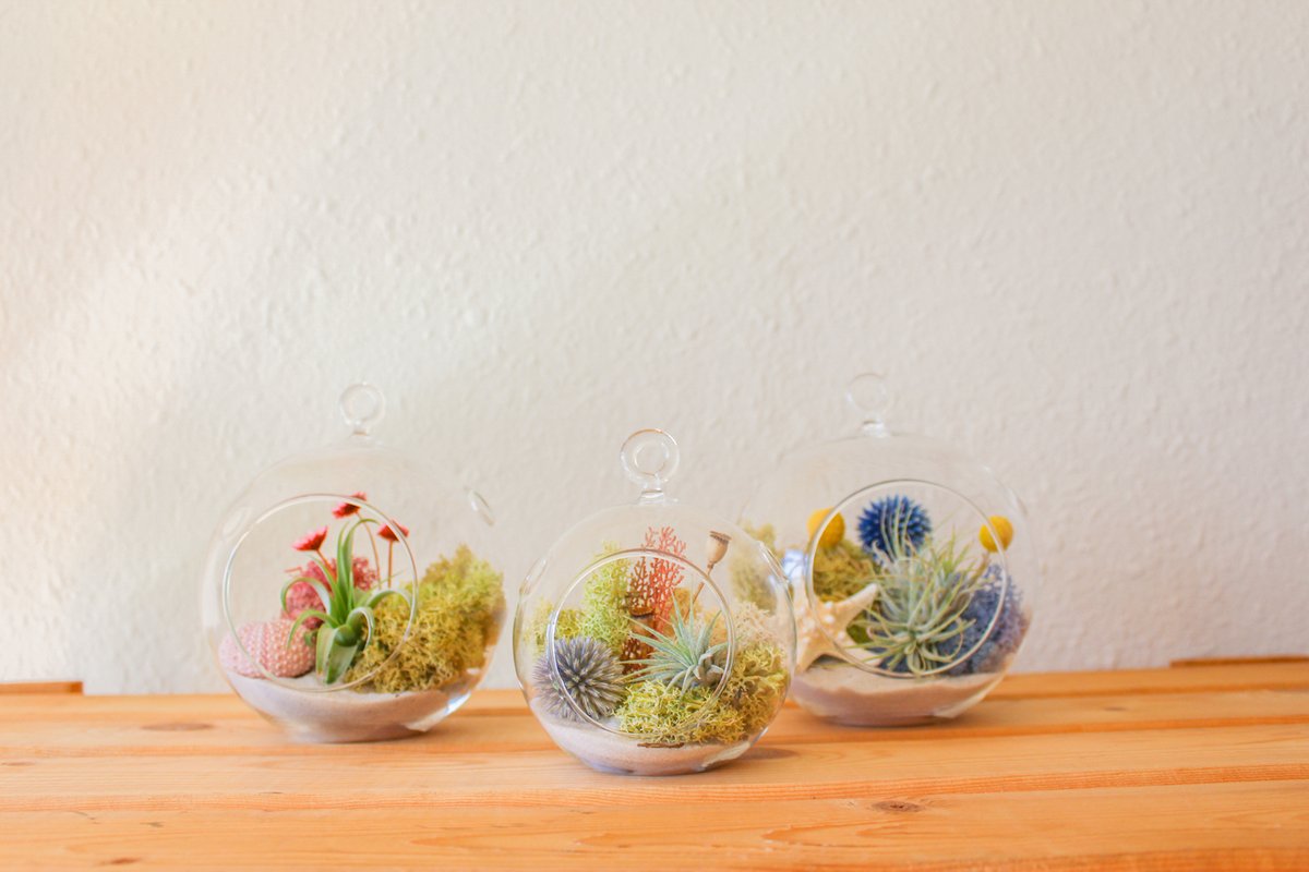 Gennifer_Rose's tweet photo. New on the blog: Gift Guide + Shopping Guide to DIY Terrarium Kits! 🪴🍄
#terrarium #terrariumkit #succulent #airplants
https://t.co/GeuApD4eVG https://t.co/MCdSN06OmS