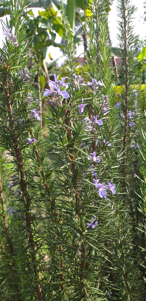 lakehouseug's tweet photo. #rosemary is a fragrant evergreen herb native to the Mediterranean (📸 taken from Kabale, #uganda🇺🇬 )
We use Rosemary essentials oils, compound and hydrosols in a number of our products haircare, soap bars, repellents
Visit our shop https//www.lakehouseug.com/shop https://t.co/FCv2HbLAKf