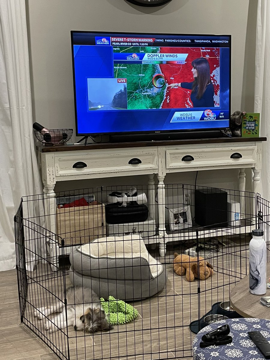 hannah616's tweet photo. @MargaretOrr keeping our puppy calm with the weather report. https://t.co/aYF6frcm5S