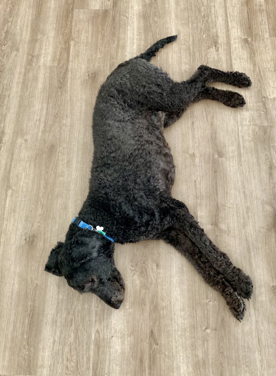 HyggeMan's tweet image. But, What Should I Do If He's Not Asleep...?
.
.
.
.
.
#PicOfTheDay #DogDecisions #LetHimLie #DoNotLetHimLie #BecTheDog #RescueDog