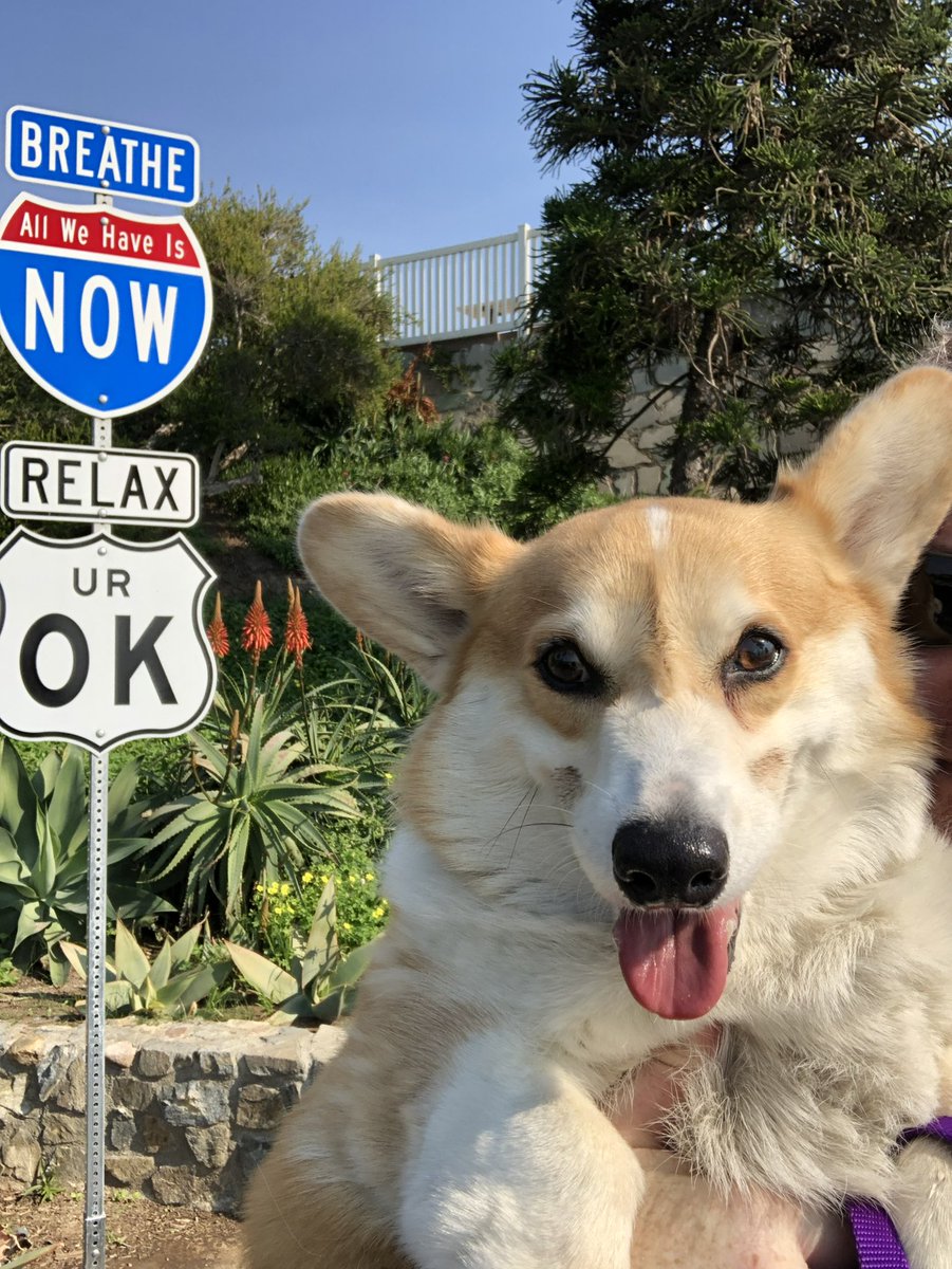 Russ the BlizzCorgi tweet media