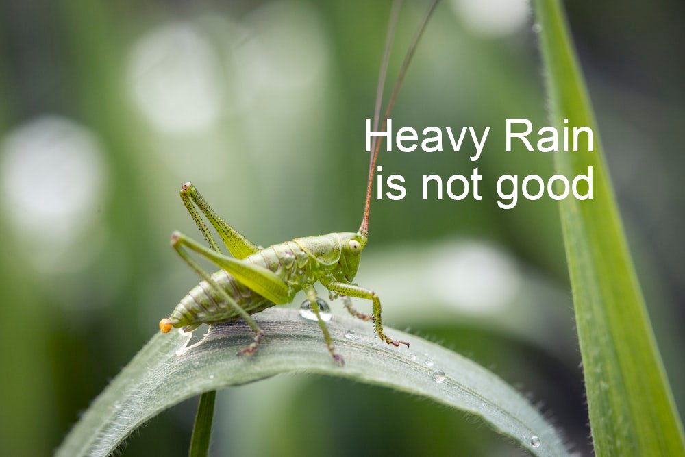MetaCricket tweet media