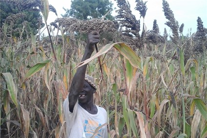 Grain Legumes and Dryland Cereals (GLDC) tweet media