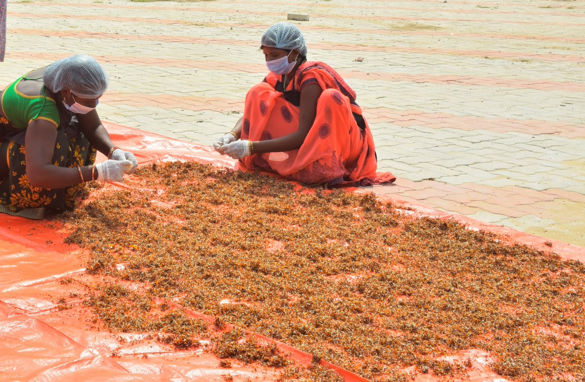 plus_forest's tweet photo. Flowers offered in Mahabodhi &amp; Vishnupad temples are recycled by women's group to make eco-products viz. incense sticks,bio-compost &amp; Holi colors. @usaid_india's @plus_forest is working with local community in Gaya,Bihar to strengthen economic opportunities, especially for women. https://t.co/f7n5LCYVBD