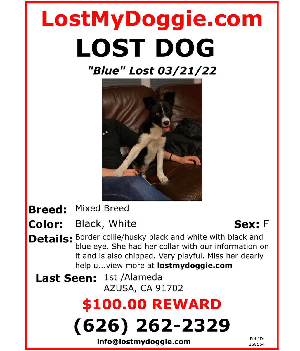 gjgjimenez02's tweet photo. Border collie/husky missing since 3/21/22 city of Azusa. Last seen on Alameda and 1st street!!She is chipped and was wearing collar with name and info. Her name is Blue. Blue eye and black eye. Please help us find her!!! We miss her a lot especially my daughter https://t.co/U4DIawdTqc
