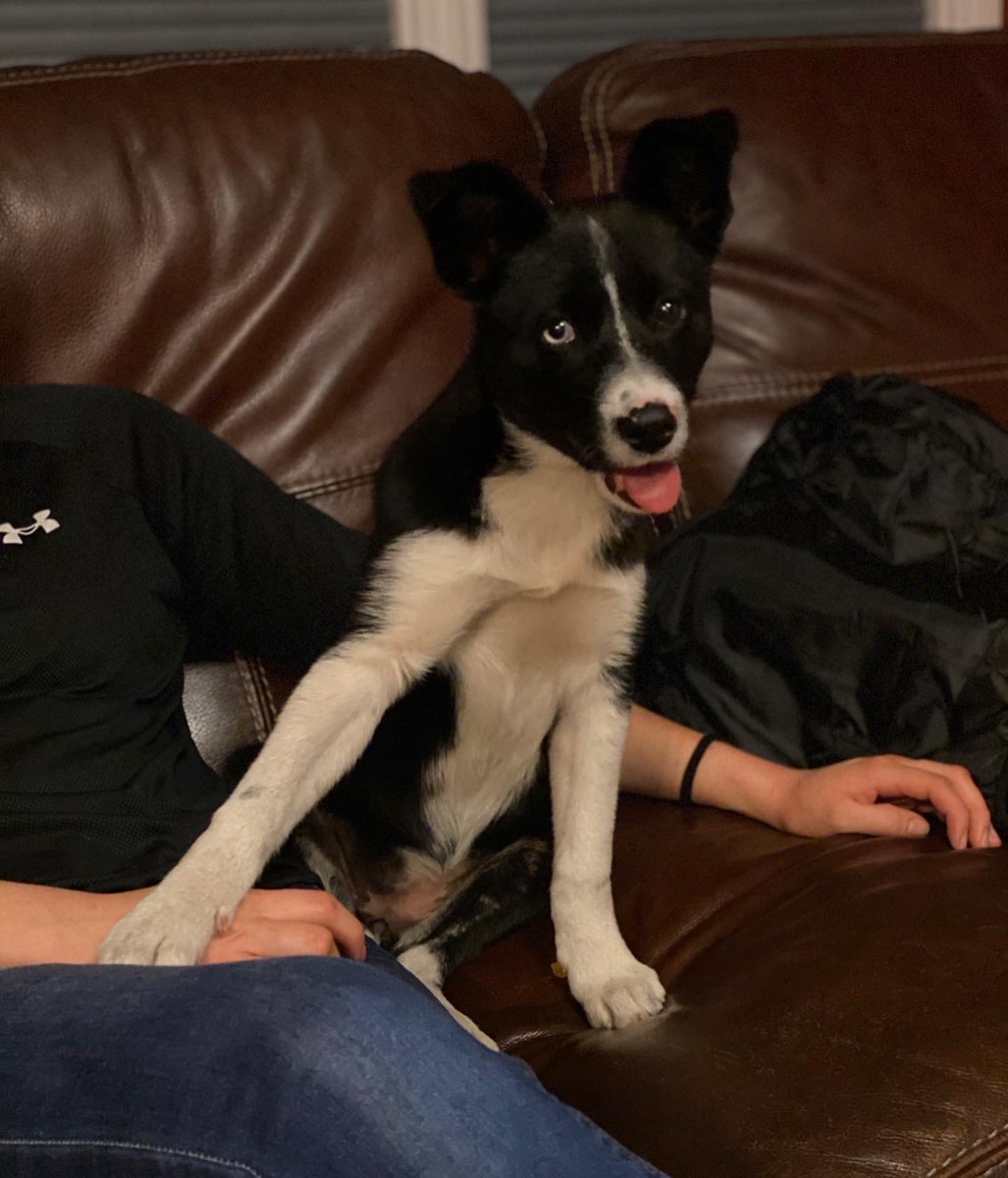 gjgjimenez02's tweet photo. Border collie/husky missing since 3/21/22 city of Azusa. Last seen on Alameda and 1st street!!She is chipped and was wearing collar with name and info. Her name is Blue. Blue eye and black eye. Please help us find her!!! We miss her a lot especially my daughter https://t.co/U4DIawdTqc