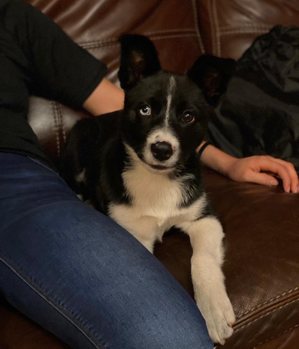 gjgjimenez02's tweet photo. Border collie/husky missing since 3/21/22 city of Azusa. Last seen on Alameda and 1st street!!She is chipped and was wearing collar with name and info. Her name is Blue. Blue eye and black eye. Please help us find her!!! We miss her a lot especially my daughter https://t.co/U4DIawdTqc