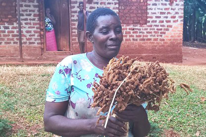 Grain Legumes and Dryland Cereals (GLDC) tweet media