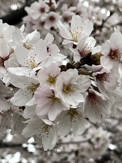 ほぼまん(ほぼ満開 