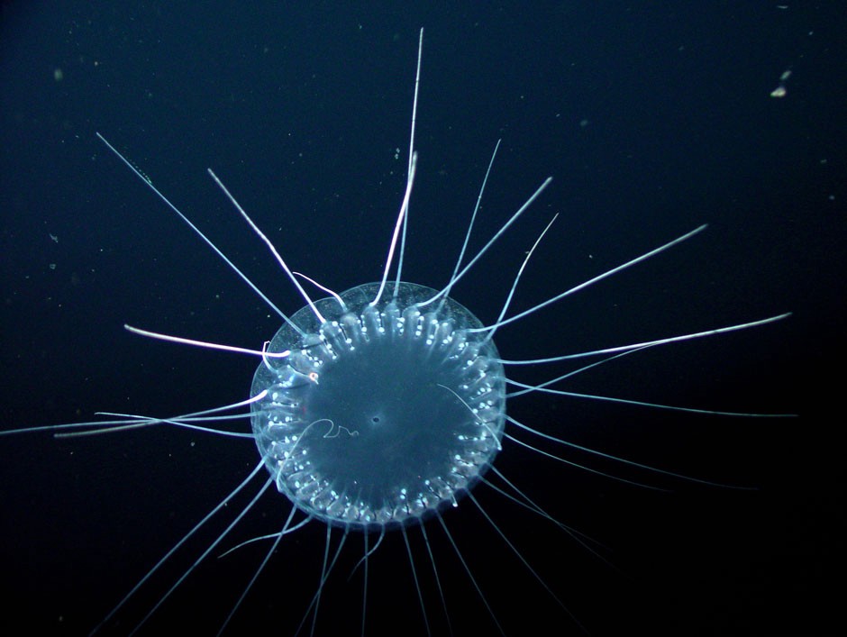 NoDeepSeaMining's tweet image. The Metals Company latest quarterly results deepen their misery of widening annual losses, dwindling cash reserves and a share price in the doldrums #NoDeepSeaMining #KeepItInTheDeep @deepseaconserve  - mailchi.mp/gn/more-pain-f…