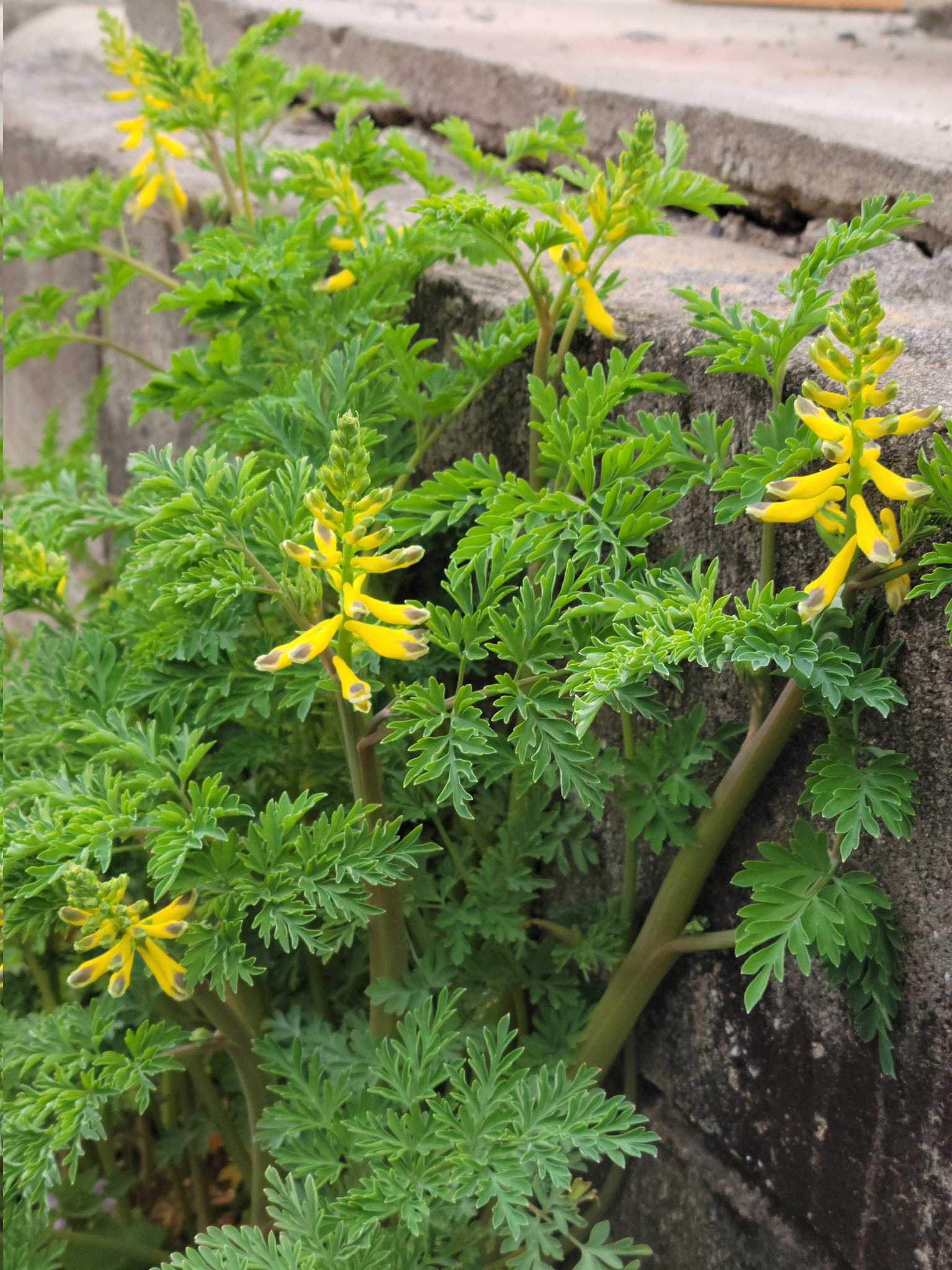 この花の名前教えて Twitter Search Twitter