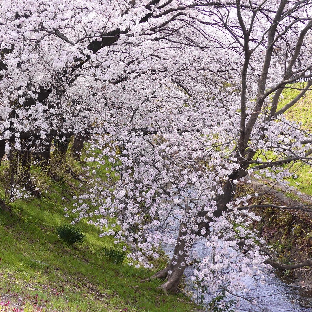 ctheron97's tweet photo. 今日は夕方から雨が降るなんて言うので朝活して桜撮ってきました。満開ですね。
#千本桜
#桜 https://t.co/rmJeGrek6e