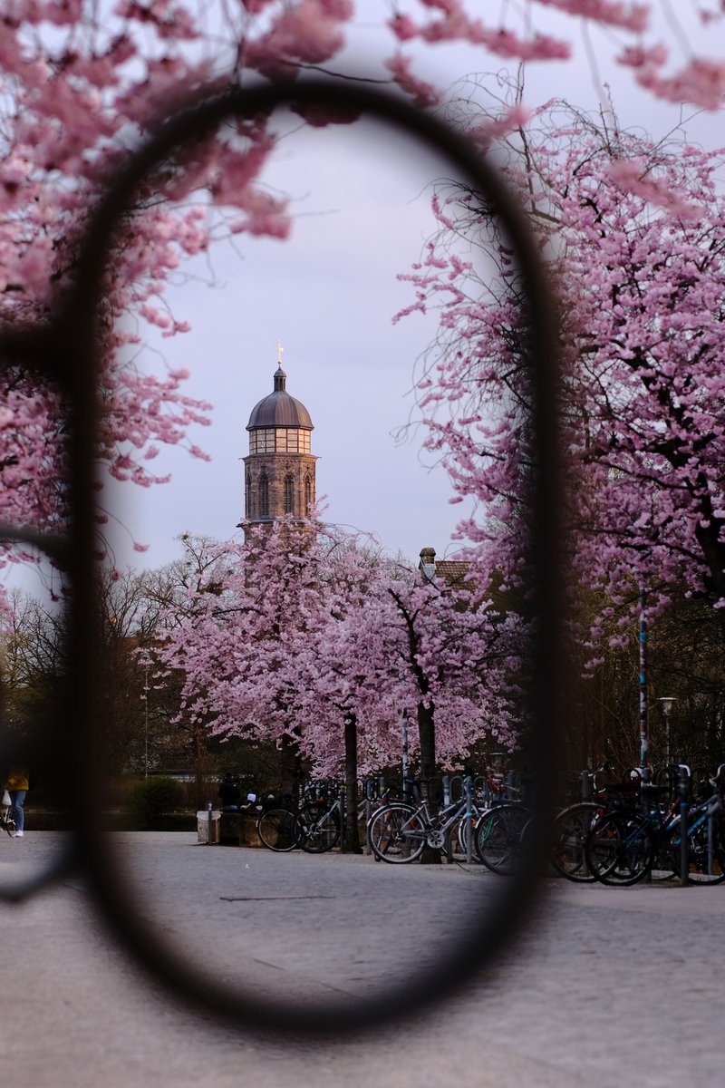 philippnie's tweet photo. Am Zentralcampus der @uniGoettingen blühen die #Kirschblüten wieder. Jedes Jahr aufs neue ein schöner Anblick der den Frühling ankündigt. Mein Beitrag zum jährlichen #Kirschpost 2022. https://t.co/dELriWEG88
